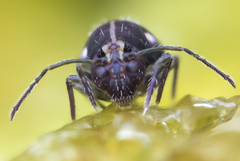 Ptenothrix maculosa