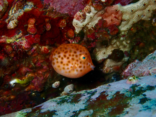 Smooth boxfish (Anoplocapros inermis) — Aracanidae — 5