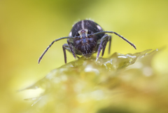 Ptenothrix maculosa