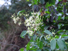 Clematis uncinata