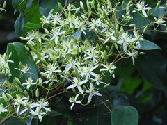 Clematis uncinata