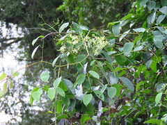 Clematis uncinata