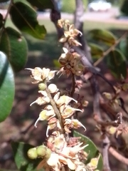 Copaifera langsdorffii