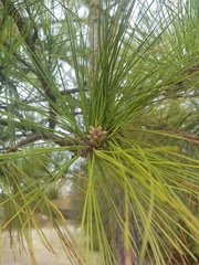 Pinus