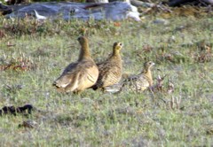 Pterocles personatus