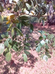 Copaifera langsdorffii