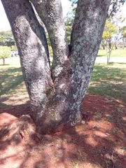 Copaifera langsdorffii