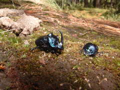 Phanaeus furiosus
