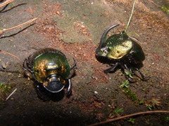 Phanaeus amithaon