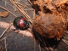 Phanaeus amithaon