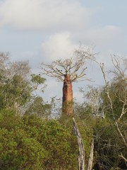 Adansonia