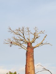 Adansonia