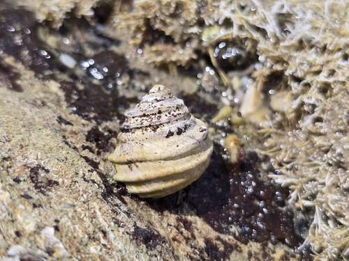 Austrocochlea constricta