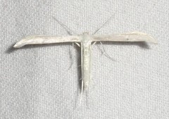 Hellinsia homodactylus