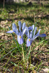 Iris histrio