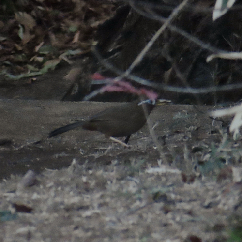 Chinese Hwamei (Garrulax canorus), photo 9