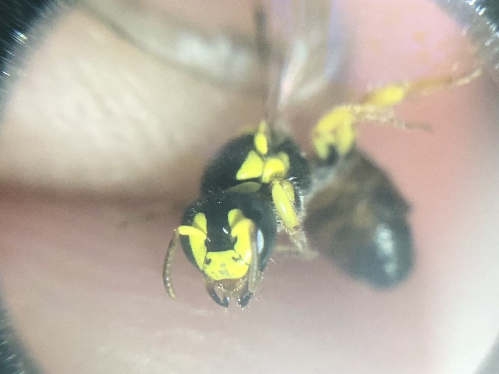 Callohesma sinapipes