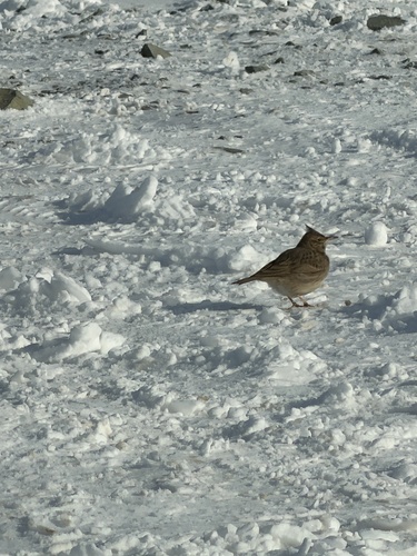 Crested Lark