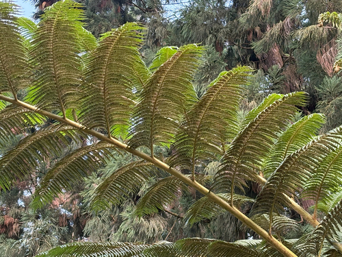 Alsophila lepifera