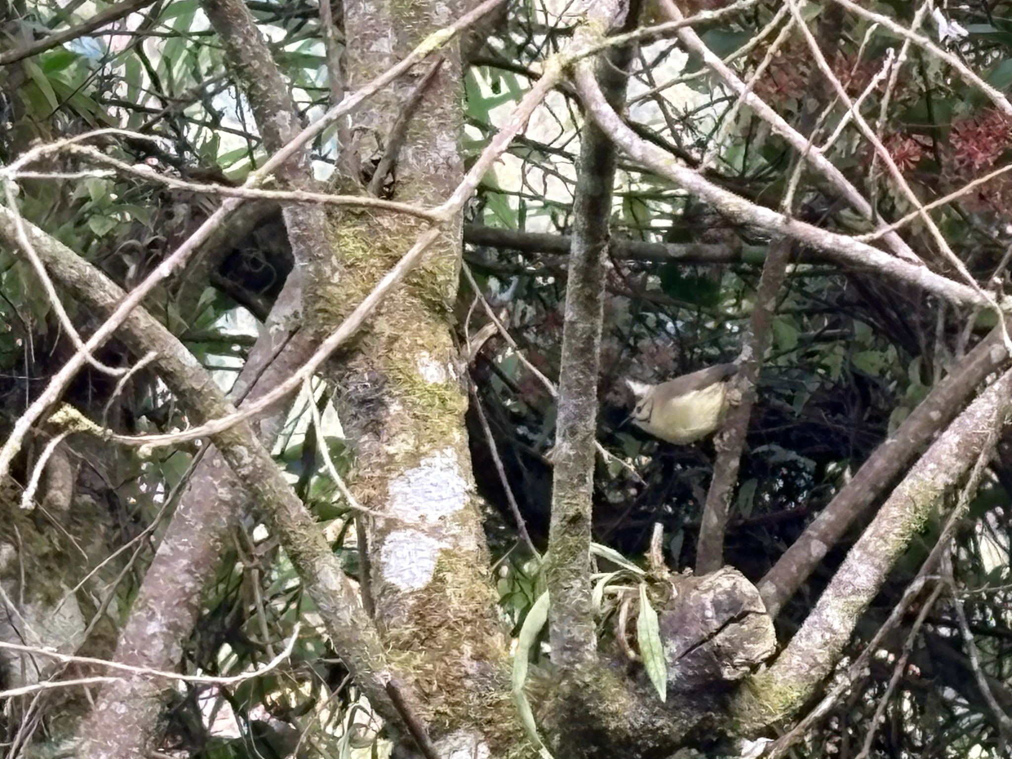 Taiwan Yuhina (Yuhina brunneiceps), photo 1