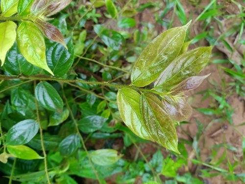 Goupie (Goupia glabra)