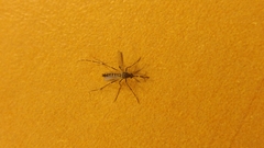 Aedes sierrensis