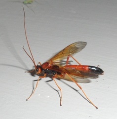 Opheltes glaucopterus barberi