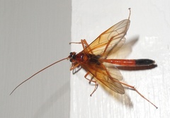 Opheltes glaucopterus barberi