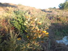 Ulex argenteus