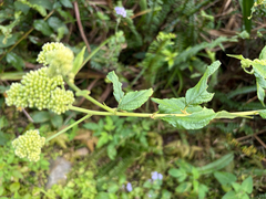 Microglossa pyrifolia, photograph (c) 黃美滿, some rights reserved (CC BY)