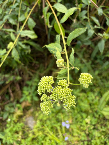 Microglossa pyrifolia, photograph 6