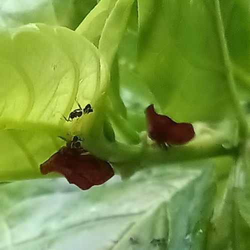 Stegaspis fronditia