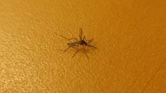 Aedes sierrensis
