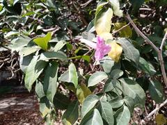 Tabebuia roseoalba