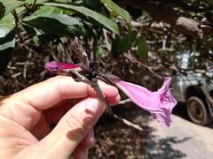 Tabebuia roseoalba