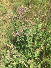 Chromolaena squarrulosa