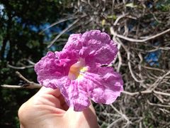 Tabebuia roseoalba