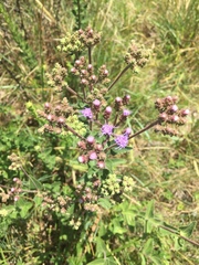 Chromolaena squarrulosa