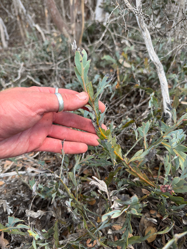Acacia glaucoptera, photograph 5
