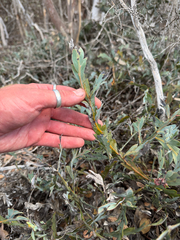 Acacia glaucoptera, photograph (c) Tyler Anthony, some rights reserved (CC BY)