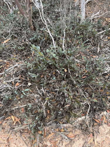 Acacia glaucoptera, photograph 6