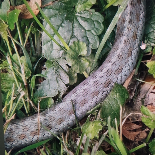 Common Garter Snake observed by whatsthatplant56