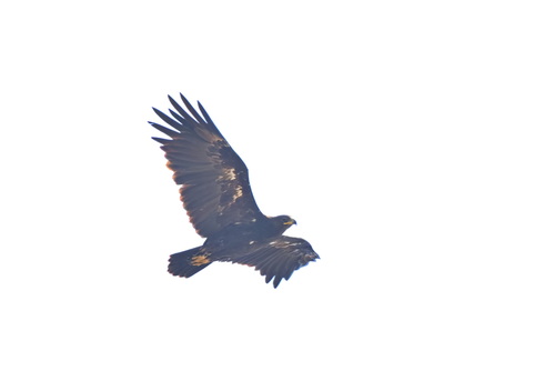 Greater Spotted Eagle
