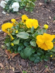 Viola × wittrockiana