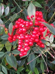 Nandina domestica