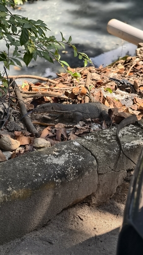 Varanus salvator