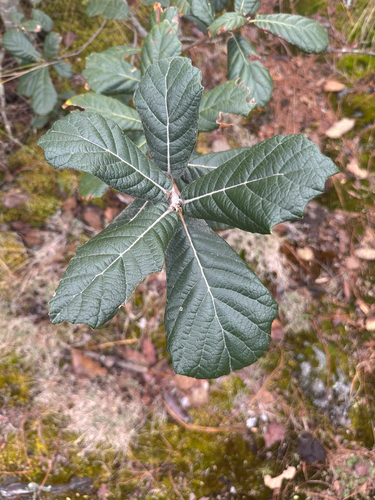 Leather leaf mexican oak (Quercus crassifolia)