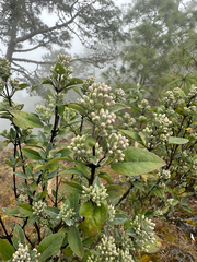 Ageratina glabrata, photograph (c) Peter Quakenbush, some rights reserved (CC BY)