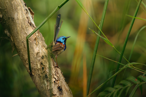 Variegated Fairywren (Malurus lamberti), photo 8