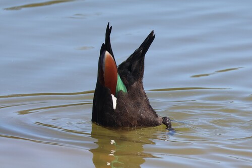 Australian Shelduck (Tadorna tadornoides), photo 4
